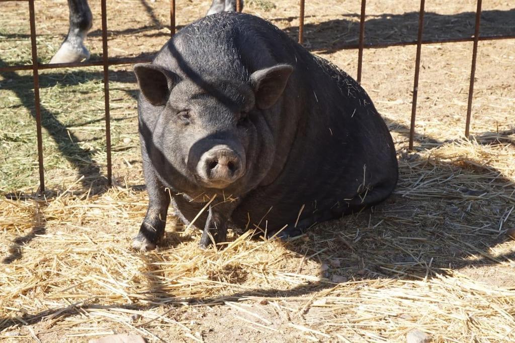 Finca La Caprichosa De Dancos Lillo エクステリア 写真